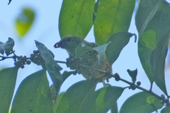 Ixothraupis xanthogastra