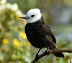 Arundinicola leucocephala