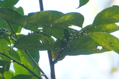 Ixothraupis xanthogastra