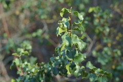 Prunus ilicifolia ilicifolia