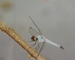 Brachydiplax denticauda