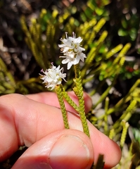 Veronica lycopodioides