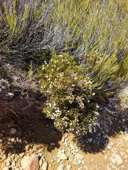 Veronica lycopodioides