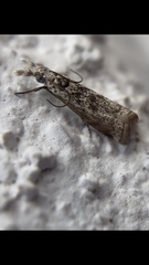 Phereoeca