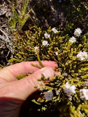 Veronica lycopodioides