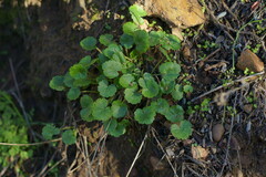 Sidalcea sparsifolia