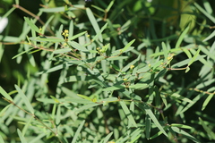 Euphorbia articulata