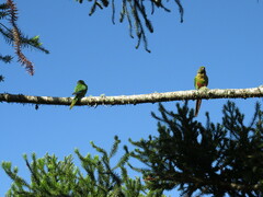 Pyrrhura frontalis