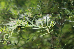 Euphorbia articulata