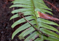 Psilocybe pelliculosa