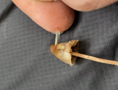 Psilocybe pelliculosa