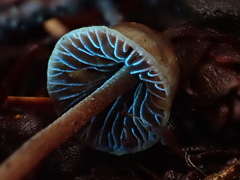 Psilocybe pelliculosa