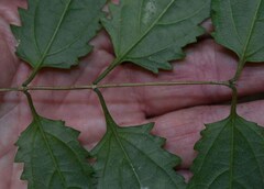 Glossocarya hemiderma