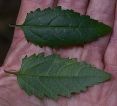 Glossocarya hemiderma