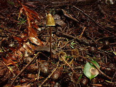 Psilocybe pelliculosa