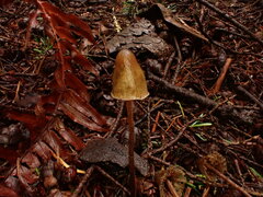 Psilocybe pelliculosa