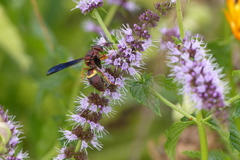 Euodynerus crypticus