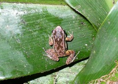 Mannophryne trinitatis