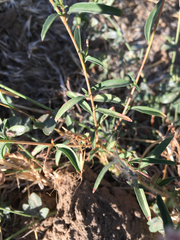 Epilobium brachycarpum