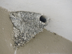 Petrochelidon fulva