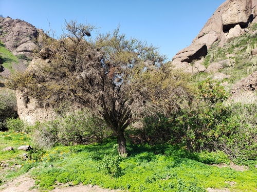 Vachellia caven