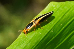 Semiotus bilineatus