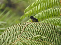 Spinus xanthogastrus