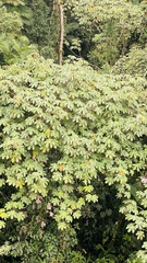 Cecropia obtusifolia