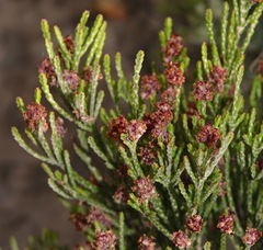 Passerina rigida