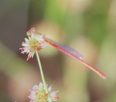 Ceriagrion aeruginosum