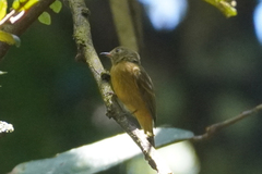 Mionectes oleagineus