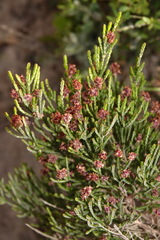 Passerina rigida