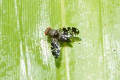 Ulidiidae