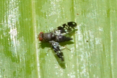 Ulidiidae
