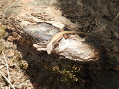 Liolaemus cyanogaster