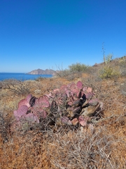 Opuntia gosseliniana