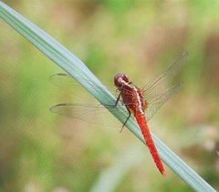 Rhodothemis lieftincki