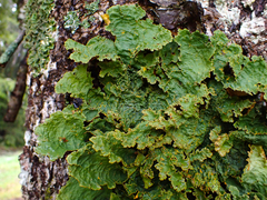 Yarrumia colensoi