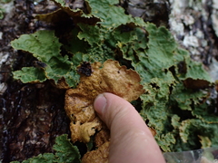 Yarrumia colensoi