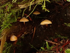 Galerina badipes