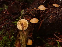 Galerina badipes