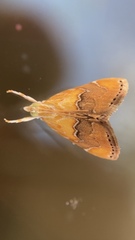 Diastictis