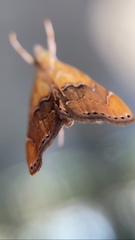 Diastictis