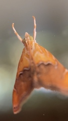 Diastictis