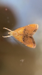 Diastictis