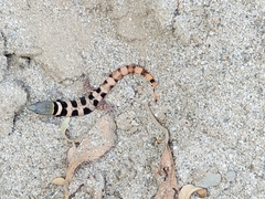 Sphaerodactylus glaucus