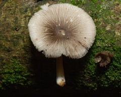 Pluteaceae