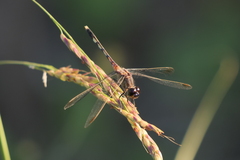Erythrodiplax nigricans