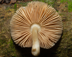 Pluteaceae