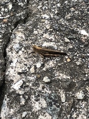 Aiolopus thalassinus tamulus